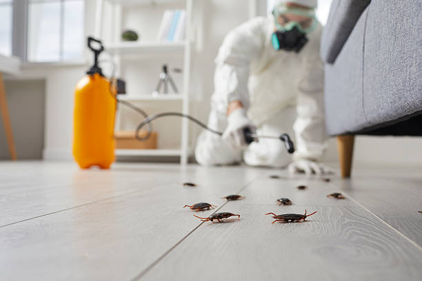 Affordable Termite Control solutions in Colfax, CA